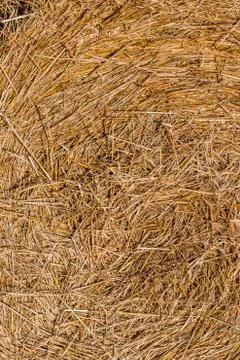 Haystack texture. hay twisted into a roll on the field. summer sunny day. Stock-Fotos