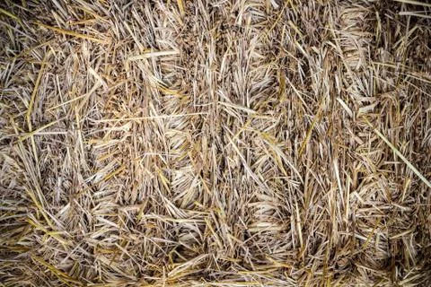 Haystack texture Stock Photos