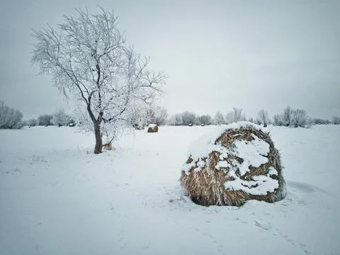 Haystack by a tree in a field Stock Photos