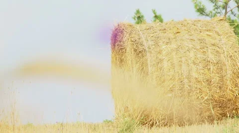 Haystacks and flower Stock Footage 5709783
