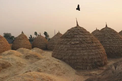Haystacks and husk pods from rural part of Haryana, India Stock Photos