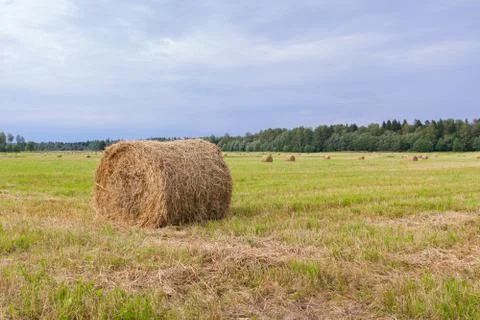 Haystacks are removed from the fields in the summer near the forest Stock Photos