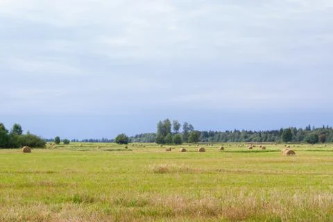 Haystacks are removed from the fields in the summer near the forest Stock-Fotos