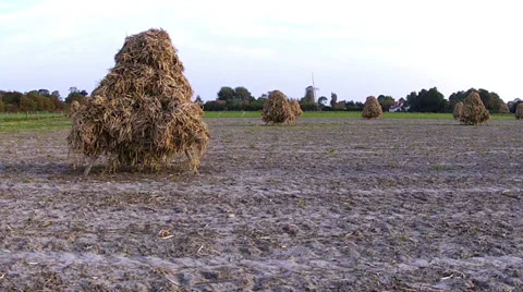 Haystacks of bean in the evening field. Stock Footage 34491343
