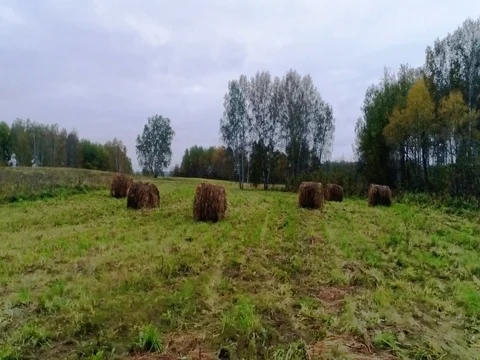Haystacks in birch forest in a clearing Stock Footage 80553328