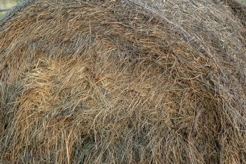 Haystacks of dried hay Stock Photos