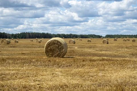 Haystacks on the field, close-up view. Bright yellow and golden Haystacks on  Stock Photos