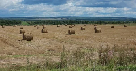 Haystacks on the field Stock Footage 62897525