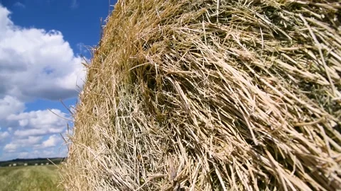 Haystacks in the field Stock Footage 220445599