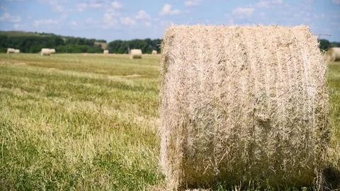 Haystacks in the field Stock Footage 253666926