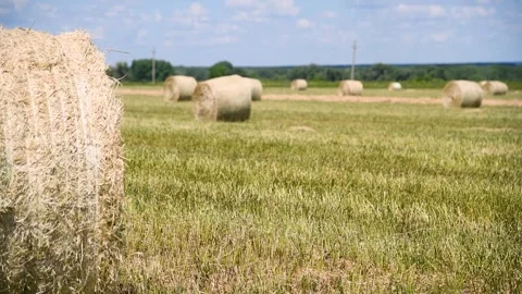 Haystacks in the field Vídeo Stock 253666943