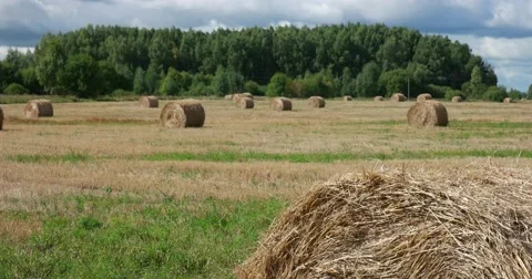 Haystacks in the field, forest Stock Footage 62897499