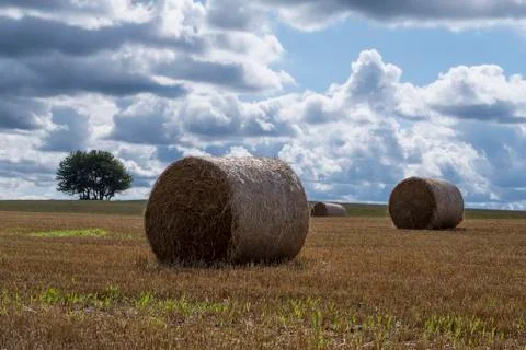 Haystacks in the field. Stock Photos