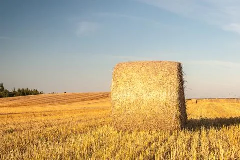Haystacks in the field Stock Photos