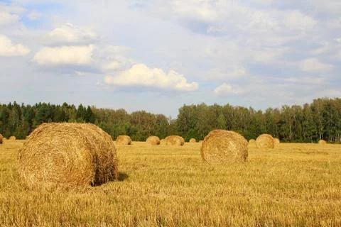 Haystacks in the field Stock Photos