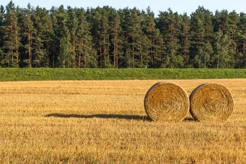Haystacks in the field Stock Photos