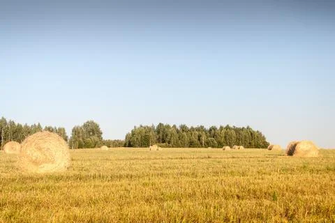 Haystacks in the field Foto stock
