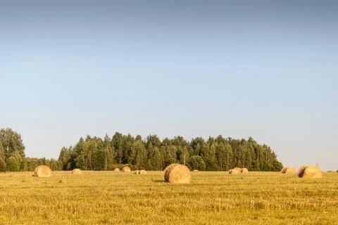 Haystacks in the field Stock Photos