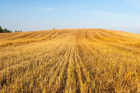 Haystacks in the field Stock Photos