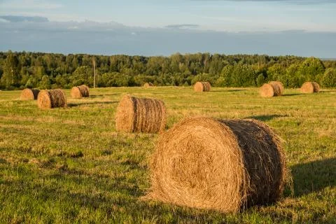 Haystacks in a field Foto stock