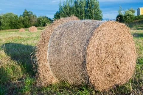 Haystacks in a field 스톡 사진