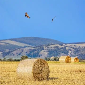 Haystacks on Field Stock Photos