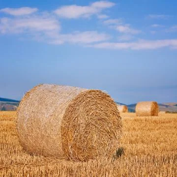 Haystacks on the Field Stock Photos