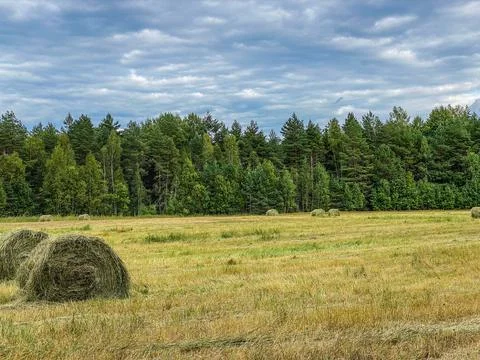 Haystacks in the field Stock Photos