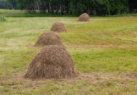 Haystacks in the field Stock Photos