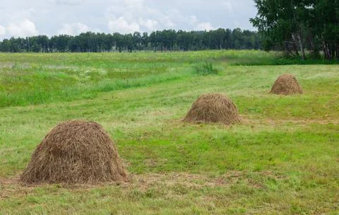 Haystacks in the field Stock Photos