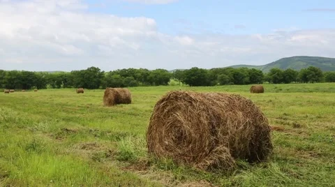 Haystacks in the field in summertime Stock-Footage 53202941
