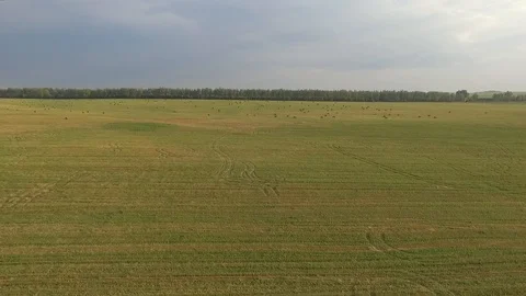 Haystacks Stock Footage 92417003