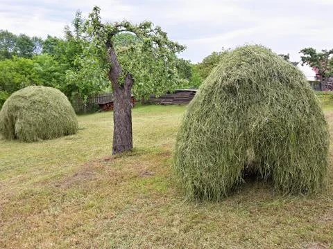 Haystacks in the garden. 库存照片