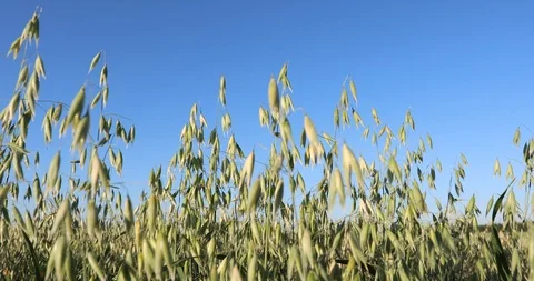 Haystacks Harvesting wheat. Bread in the field Video stock 101006558