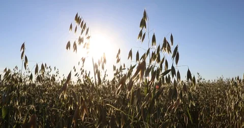 Haystacks Harvesting wheat. Bread in the field Stock Footage 101006570