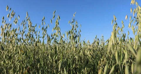 Haystacks Harvesting wheat. Bread in the field Video stock 101006575