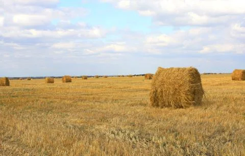 Haystacks Stock Illustration