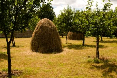 Haystacks in orchard Foto stock