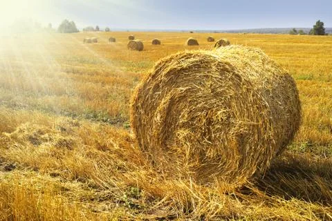Haystacks Stock Photos