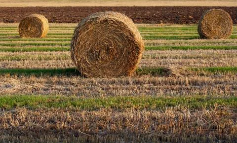 Haystacks Stock Photos