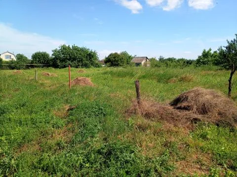 Haystacks on the plot with grass. Stock Photos