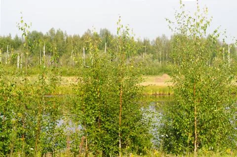 Haystacks stand through the branches of birch trees in the wild Yakut Norther Stock-Fotos