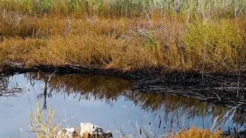 Hazardous chemicals are released into the soil. Contamination. 動画素材 223689231