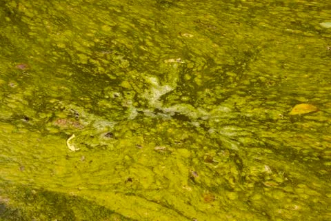 Hazardous surface of green stagnant algae infested water Stock Photos