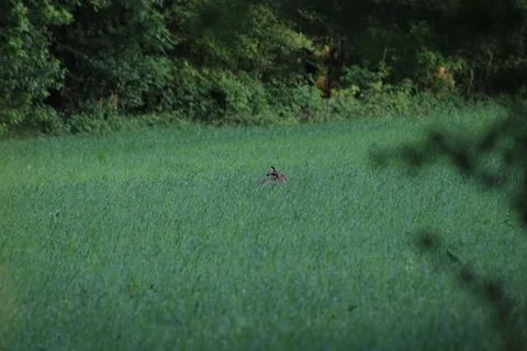 Haze in field Stock Photos