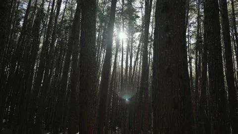 Haze gothic forest closed in by tall slender pine trees with evening sun flare Stock Footage 142299523
