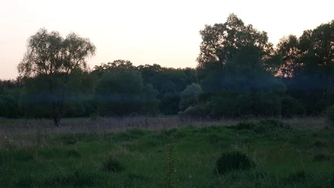 Haze in a meadow in the forest Stock Footage 75431295