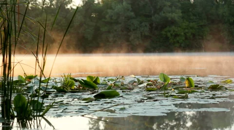 Haze over lilies Stock-Footage 53545573