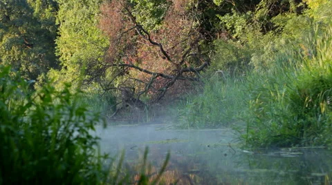 Haze on overgrown pond Stock Footage 53545807