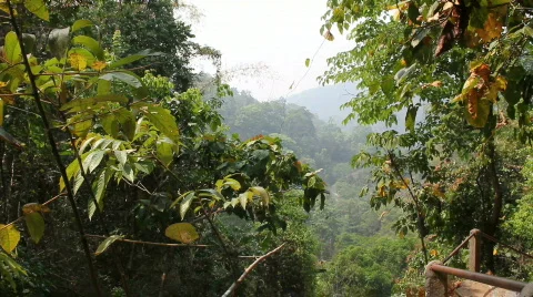Haze in Rain Forest Stock Footage 664321